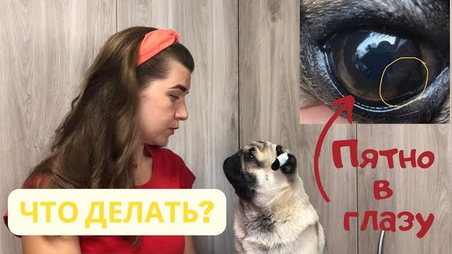 Пигментные пятна на роговице у собаки глазная болезнь у мопса как применять глазную мазь собаке 🫣 Пигментные пятна на роговице у собаки глазная болезнь у мопса как применять глазную мазь собаке 🫣