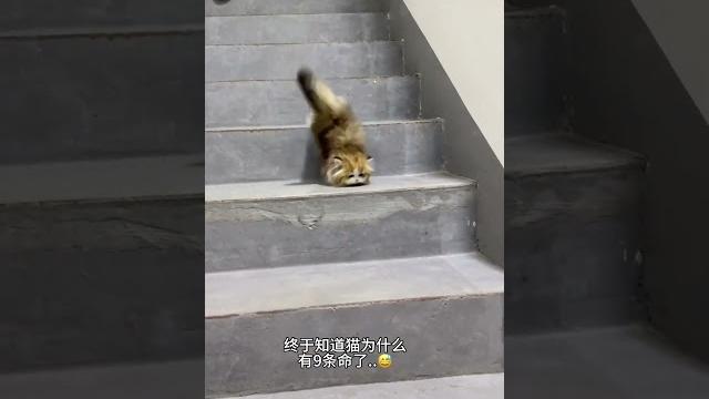 【#雪球日记】小猫:告诉俺妈俺不是孬种!2.0版 #猫咪的迷惑行为 #曼基康矮脚 【#雪球日记】小猫:告诉俺妈俺不是孬种!2.0版 #猫咪的迷惑行为 #曼基康矮脚