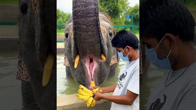 Just a clip of laxmi going gaga over bananas, a perfect sight to beat your midweek blues! Just a clip of laxmi going gaga over bananas, a perfect sight to beat your midweek blues!