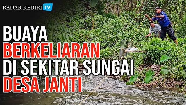 Buaya berkeliaran di sungai desa janti, wates i bbksda coba beri perangkap dengan ayam kampung Buaya berkeliaran di sungai desa janti, wates i bbksda coba beri perangkap dengan ayam kampung