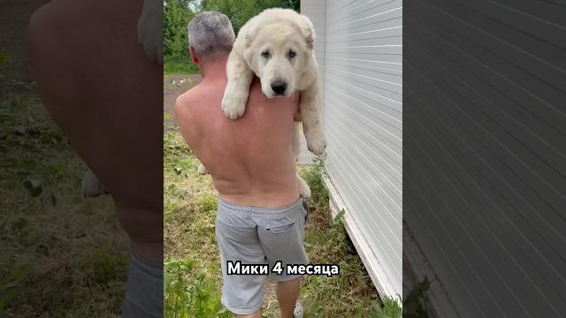 Мики 4 мес #алабай #собака #alabai #alabay #животные Мики 4 мес #алабай #собака #alabai #alabay #животные