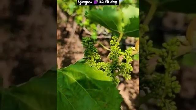 How to grow 34 th days in grapes framing || grapse farmers|| indian farmers #agriculture #grapes How to grow 34 th days in grapes framing || grapse farmers|| indian farmers #agriculture #grapes