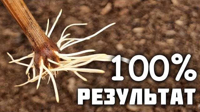 Проращивание черенков винограда, от а до я Проращивание черенков винограда, от а до я