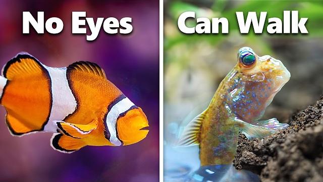 I got the 7 weirdest pet fish... I got the 7 weirdest pet fish...