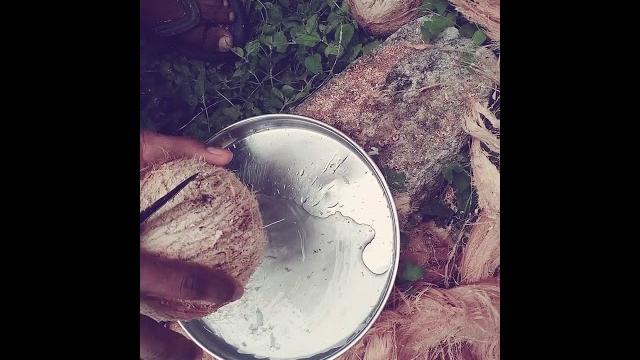 Benguru masti Benguru masti