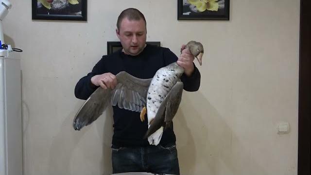 Первый псковский весенний гусь в яблоках и апельсине Первый псковский весенний гусь в яблоках и апельсине