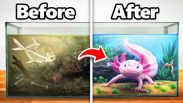 I transformed an abandoned axolotl’s home I transformed an abandoned axolotl’s home