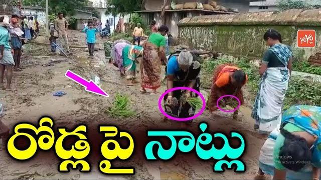 Telangana news : people paddy plantation on roads | vari natu | warangal news | yoyo tv channel Telangana news : people paddy plantation on roads | vari natu | warangal news | yoyo tv channel