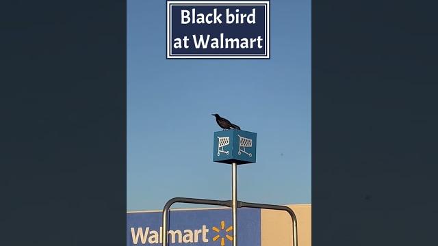 Black bird at walmart #viral #shorts#trending #viralvideo #short#viralvideo #walmart #shortsvideo Black bird at walmart #viral #shorts#trending #viralvideo #short#viralvideo #walmart #shortsvideo