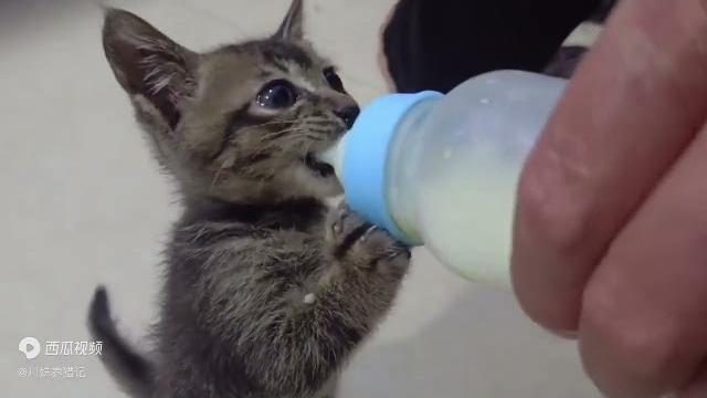 小奶猫 吃奶奶也太香了 小奶猫 吃奶奶也太香了