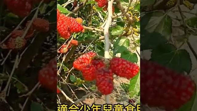 桑葚的營養價值#草藥 #野草 #青草 桑葚的營養價值#草藥 #野草 #青草
