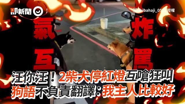 2柴犬等紅燈互嗆長達20秒!超兇沒在怕|寵物動物|狗|柴柴 2柴犬等紅燈互嗆長達20秒!超兇沒在怕|寵物動物|狗|柴柴