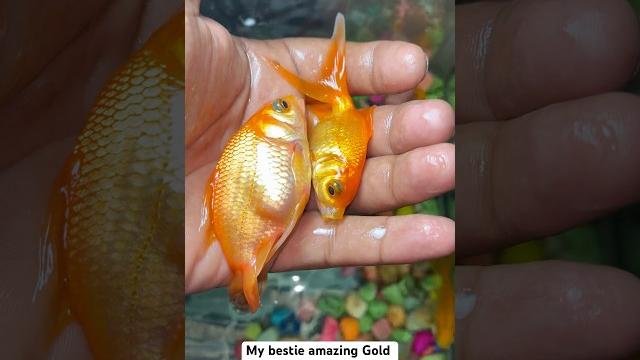 Most dangerous & viral gold fish !! #fish #viralfish #goldenfish #goldfishtank #fishinglife Most dangerous & viral gold fish !! #fish #viralfish #goldenfish #goldfishtank #fishinglife