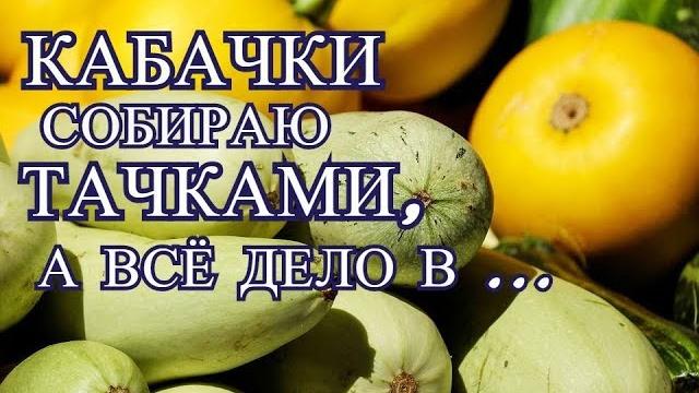 Кабачки собираю тачками, а все дело в... Кабачки собираю тачками, а все дело в...
