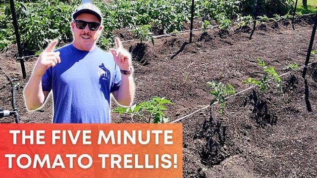 The quickest (and easiest) way to trellis tomatoes! The quickest (and easiest) way to trellis tomatoes!