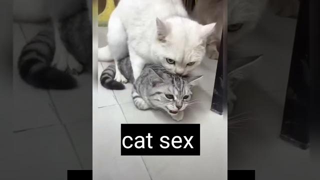 Cute cat sex.#animals #trendingshorts #viralvideo Cute cat sex.#animals #trendingshorts #viralvideo