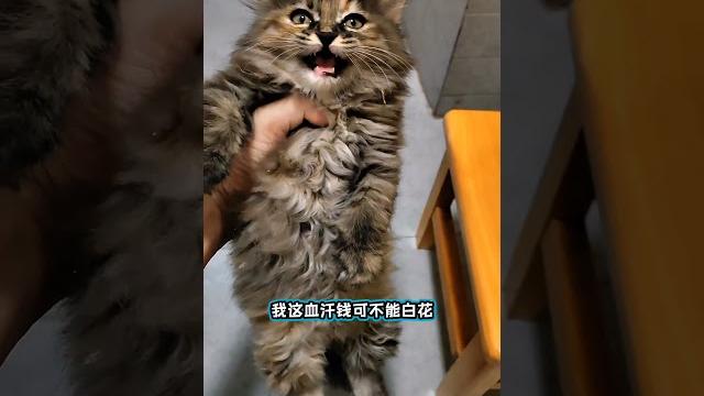又凶又美的流浪小奶猫~捡了个猫 我和流浪猫的故事 狸花猫 小奶喵 流浪猫救助 又凶又美的流浪小奶猫~捡了个猫 我和流浪猫的故事 狸花猫 小奶喵 流浪猫救助