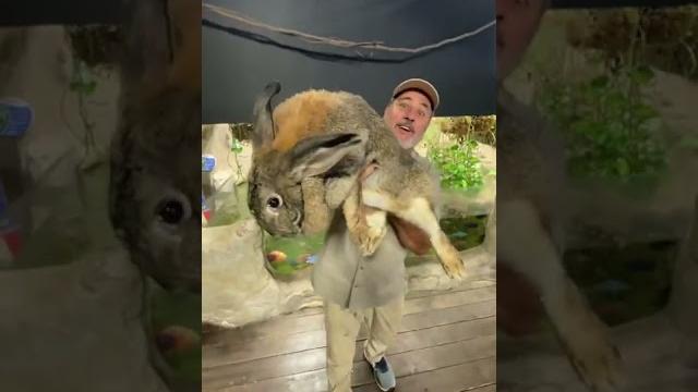 Biggest rabbit i’ve ever seen #shorts #animals #giant #rabbit #bunny #cuteanimals #cute #zoo Biggest rabbit i’ve ever seen #shorts #animals #giant #rabbit #bunny #cuteanimals #cute #zoo