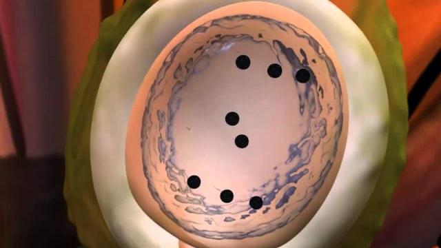 Double fertilization in angiosperms Double fertilization in angiosperms