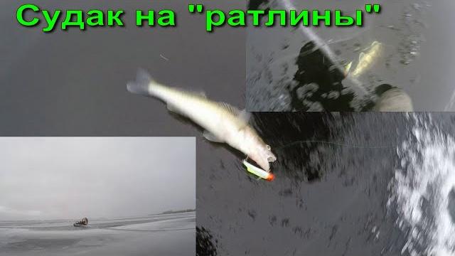 Судак на "вибы" или судак на малька. Судак на "вибы" или судак на малька.