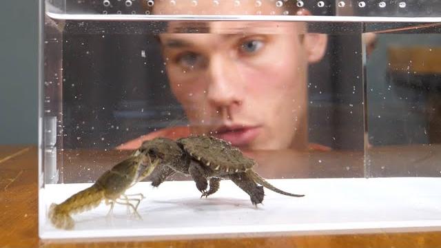 Baby snapping turtle vs crayfish Baby snapping turtle vs crayfish