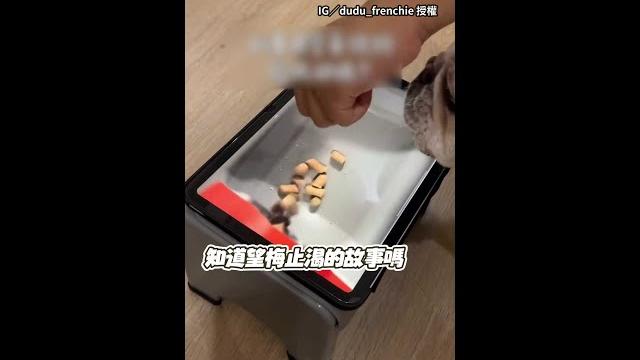 【被騙了!】法鬥狂舔平板飼料畫面xd #shorts 【被騙了!】法鬥狂舔平板飼料畫面xd #shorts