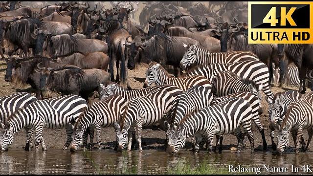4k african wildlife - great migration from the serengeti to the maasai mara, kenya - part 2 4k african wildlife - great migration from the serengeti to the maasai mara, kenya - part 2