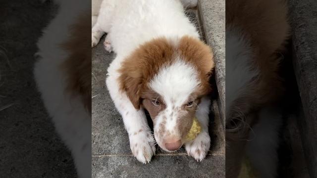 My baby dog️ #babypuppy #cutepuppies #puppylove #adorablepups #puppycuteanimals #puppyfurryfriends My baby dog️ #babypuppy #cutepuppies #puppylove #adorablepups #puppycuteanimals #puppyfurryfriends