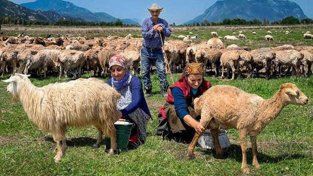 Life on a farm with 200 sheep! milking and making creamy cheese Life on a farm with 200 sheep! milking and making creamy cheese