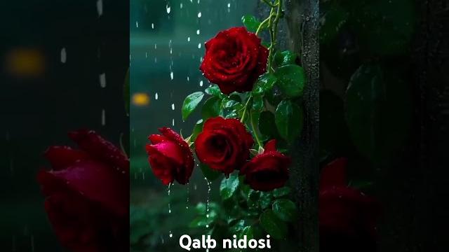 Qalbdan chiqqan navolar Qalbdan chiqqan navolar