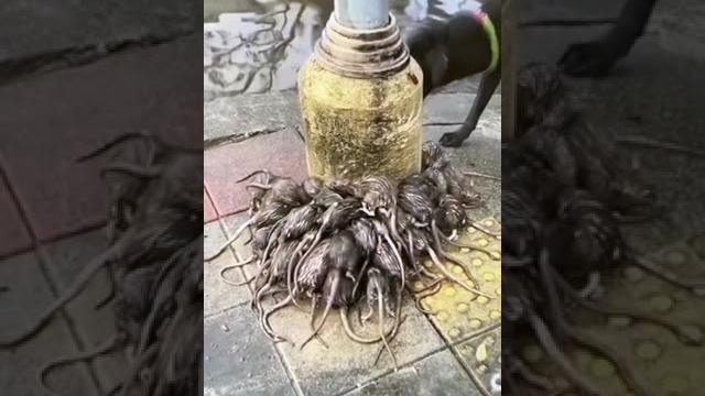 This is what happens to rats during rain This is what happens to rats during rain