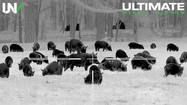 Hunting the most destructive pest in america Hunting the most destructive pest in america