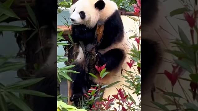 The panda who knows music. #animals #funny #funnyanimals #panda #pandalive #petlover #pets #usa The panda who knows music. #animals #funny #funnyanimals #panda #pandalive #petlover #pets #usa