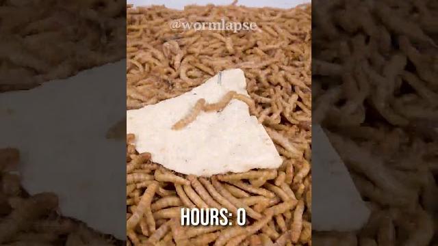 10 000 mealworms vs. nacho chip 10 000 mealworms vs. nacho chip
