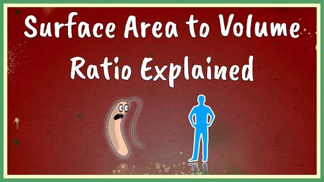 Surface area to volume ratio explained Surface area to volume ratio explained