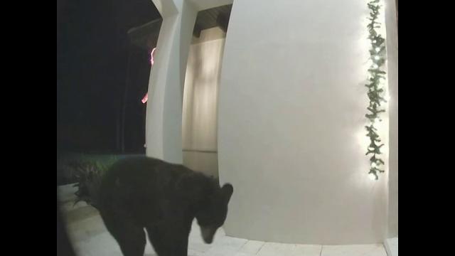 佛州黑熊潜入居民区按门铃 经房主提醒后离开 佛州黑熊潜入居民区按门铃 经房主提醒后离开