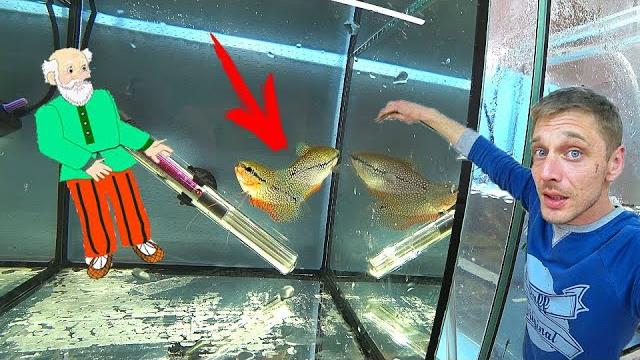 Дедушкины жемчужные гурами Дедушкины жемчужные гурами