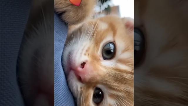 #yaren #yavrukedi #sarman #kedi #kedi sever #minnoş #music #keşfetbeniöneçıkar #kesfetteyim #kesfet #yaren #yavrukedi #sarman #kedi #kedi sever #minnoş #music #keşfetbeniöneçıkar #kesfetteyim #kesfet