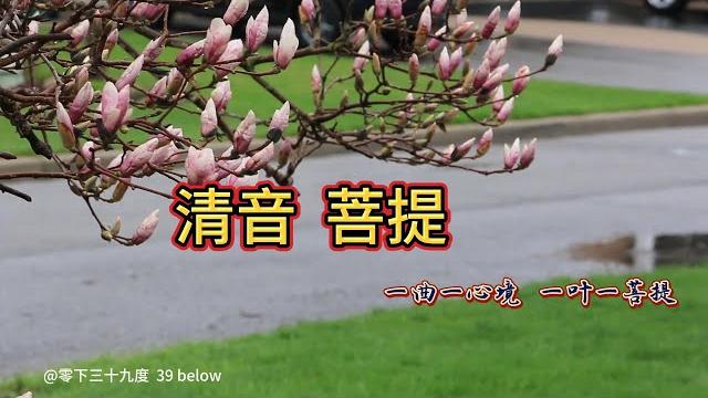 清音 菩提 (20230521),一曲一心境,一叶一菩提。静心,安神,悦耳。古筝,轻音。助眠减压。思念亲人。@零下三十九度 39 below 清音 菩提 (20230521),一曲一心境,一叶一菩提。静心,安神,悦耳。古筝,轻音。助眠减压。思念亲人。@零下三十九度 39 below