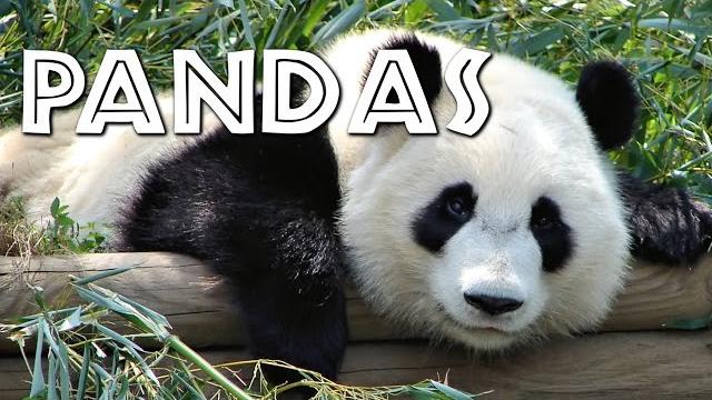 All about pandas for kids - freeschool All about pandas for kids - freeschool