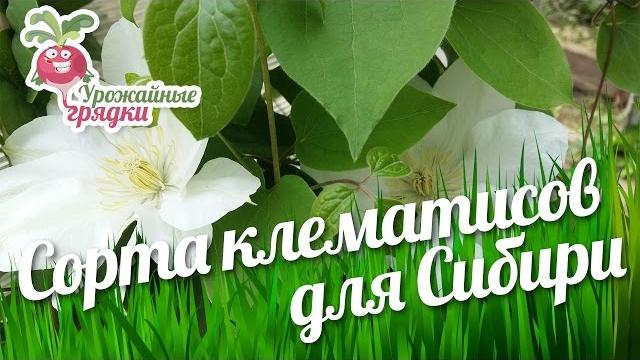Обзор сортов клематисов для сибири. выращивание и уход за клематисами #urozhainye_gryadki Обзор сортов клематисов для сибири. выращивание и уход за клематисами #urozhainye_gryadki