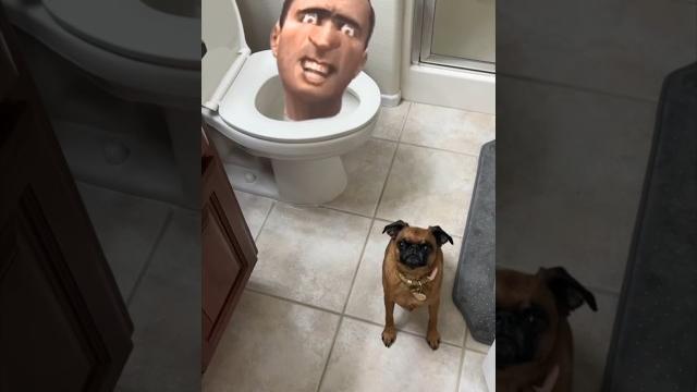 Skibidi toilet is real!! #skibiditoilet #toilet #shorts Skibidi toilet is real!! #skibiditoilet #toilet #shorts