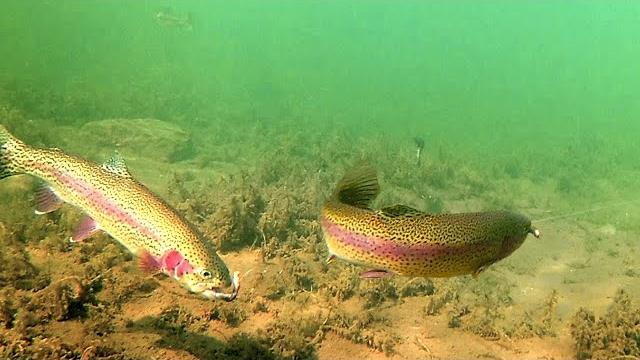 How to catch trout with a drop shot - amazing underwater trout strikes and reactions How to catch trout with a drop shot - amazing underwater trout strikes and reactions