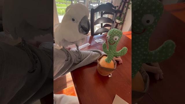 Adorable cockatoo meets cactus | cute conservation moment! Adorable cockatoo meets cactus | cute conservation moment!