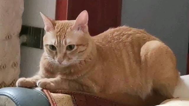 颜值小猪 颜值小猪