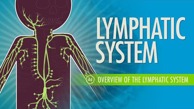 Lymphatic system: crash course anatomy & physiology #44 Lymphatic system: crash course anatomy & physiology #44