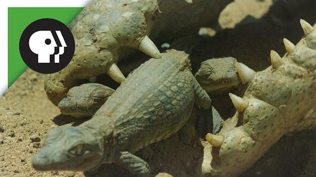 Crocodile mom scoops up babies in mouth Crocodile mom scoops up babies in mouth