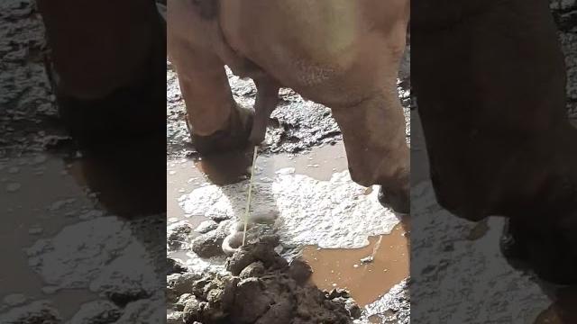 帥氣犀牛a大巨根噴射 帥氣犀牛a大巨根噴射