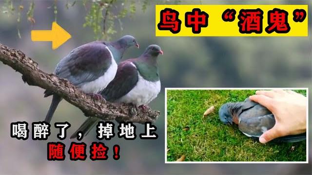 “鸟中酒鬼”新西兰木鸽!常常把自己灌醉,掉在地上任由别人捡! “鸟中酒鬼”新西兰木鸽!常常把自己灌醉,掉在地上任由别人捡!