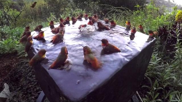 Hummingbird pool party number five! Hummingbird pool party number five!